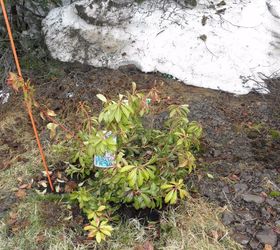 gardening mountain fire japanese pieris plant problem