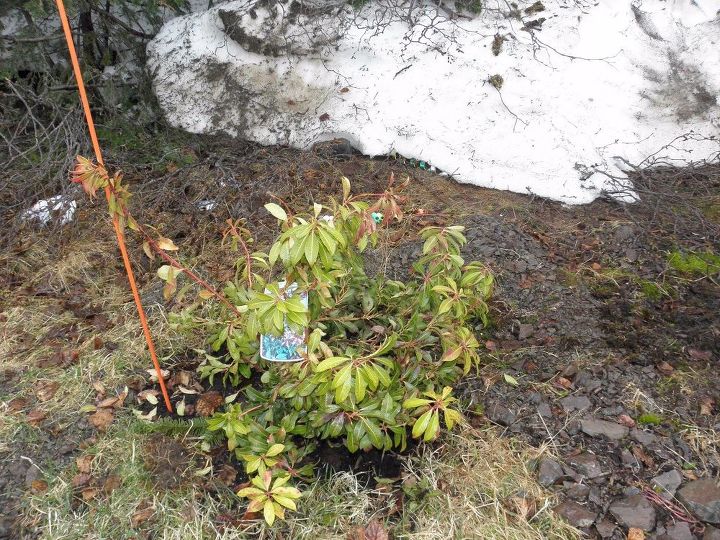 gardening pieris problem mountain plant fire japanese hometalk may18 taken today pic