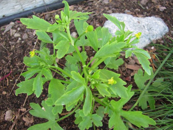q what is this plant