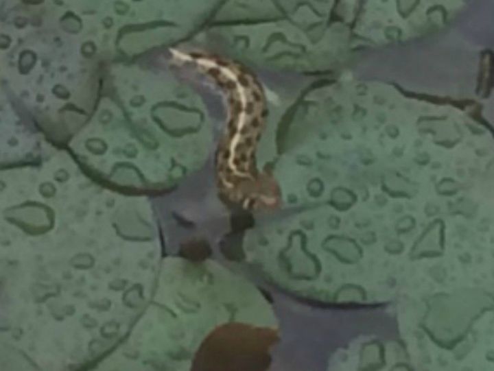 q snake in pond what to do