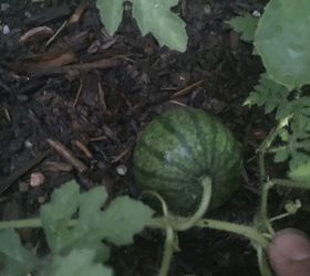 how do i keep squirrels from eating my watermelons cantaloupes