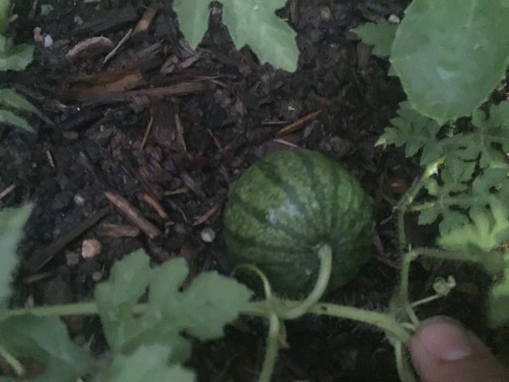 how do i keep squirrels from eating my watermelons cantaloupes