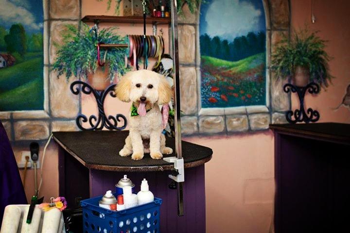 s 30 ideas every pet owner should know, Paint A Beautiful Mural In A Parlor