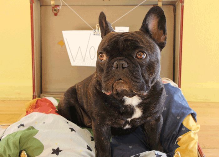 A simple way to cure pet stains and oder FOREVER! | Hometalk