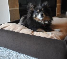 s 30 ideas every pet owner should know, Upholster Your Pooch s Bed With Staples
