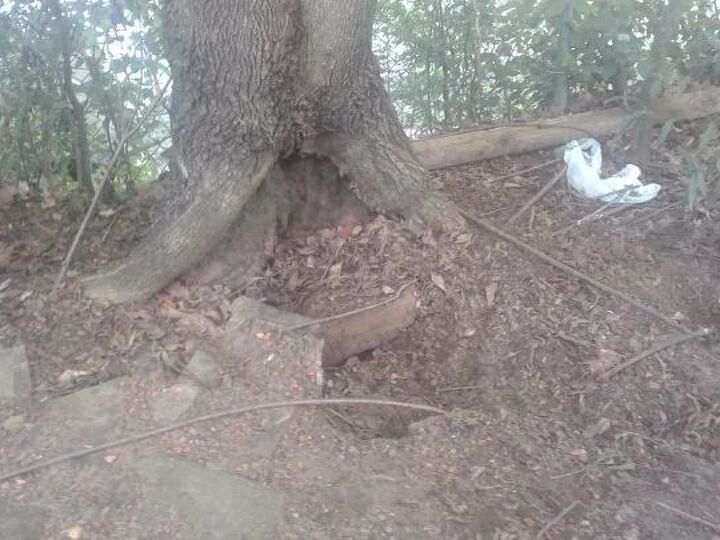 q what csn i use in my courtyard to keep my dog from digging holes