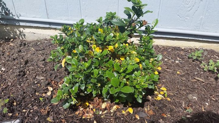 q my gardenia was full of blooms and now the leaves are turning yellow