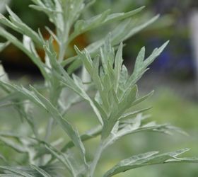 popular methods for controlling invasive plants do they really work, Artemisia Silver King