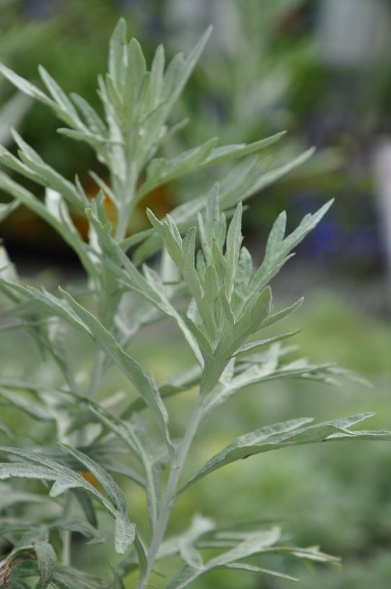 popular methods for controlling invasive plants do they really work, Artemisia Silver King