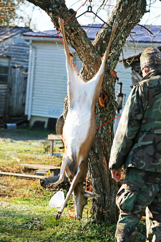 how to butcher deer on the homestead
