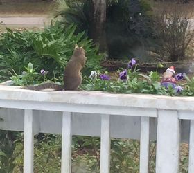 q how do you keep squirrels out of a garden and flowerbeds
