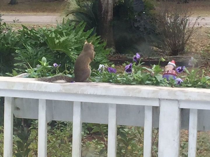 q how do you keep squirrels out of a garden and flowerbeds