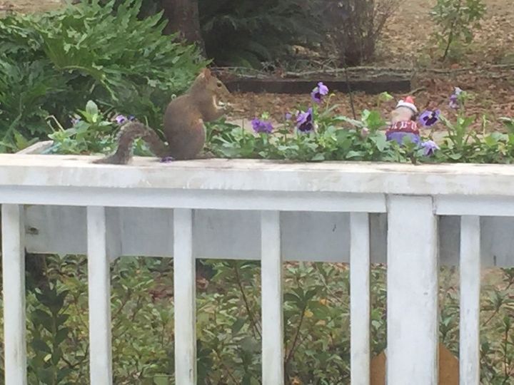 q how do you keep squirrels out of a garden and flowerbeds