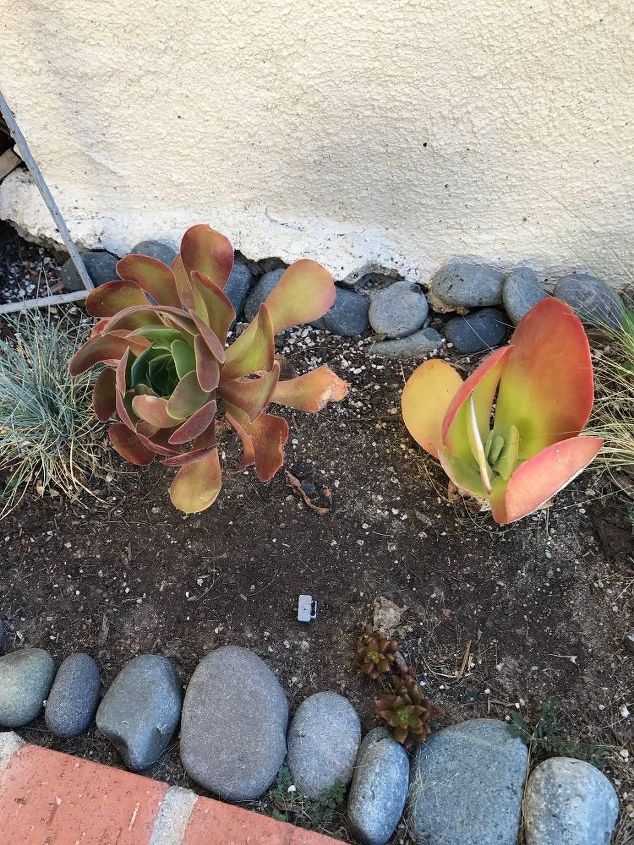 q can i start all succulents with just a piece from a mother plant