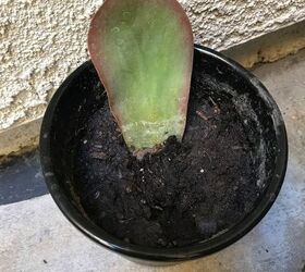 q can i start all succulents with just a piece from a mother plant