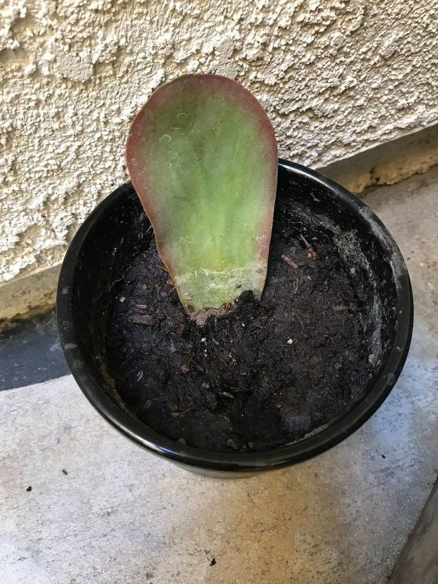 q can i start all succulents with just a piece from a mother plant