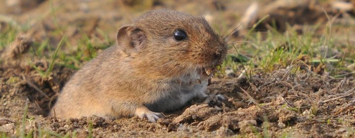 how to prepare a patio foundation to keep voles from digging under