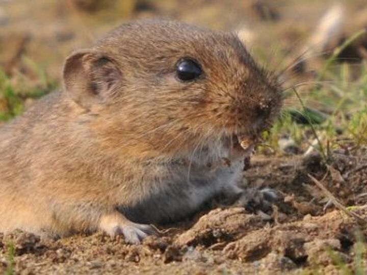 q how to prepare a patio foundation to keep voles from digging under
