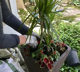 simple tips for planting in a larger size pot