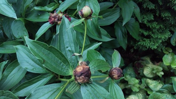 q how to care for peonies