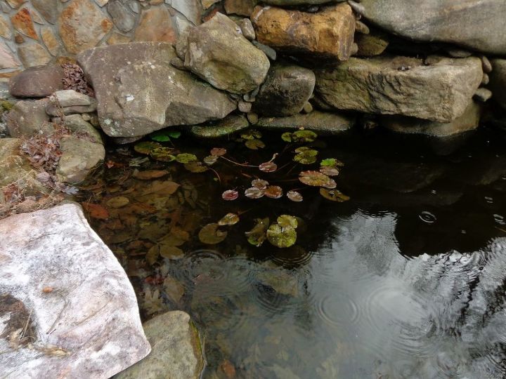 q how to rid frogs making too much noise in patio fountain