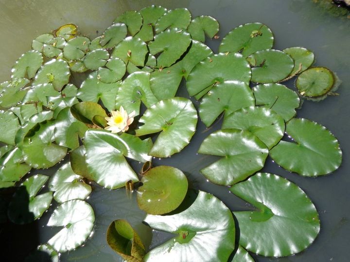 q how to rid frogs making too much noise in patio fountain