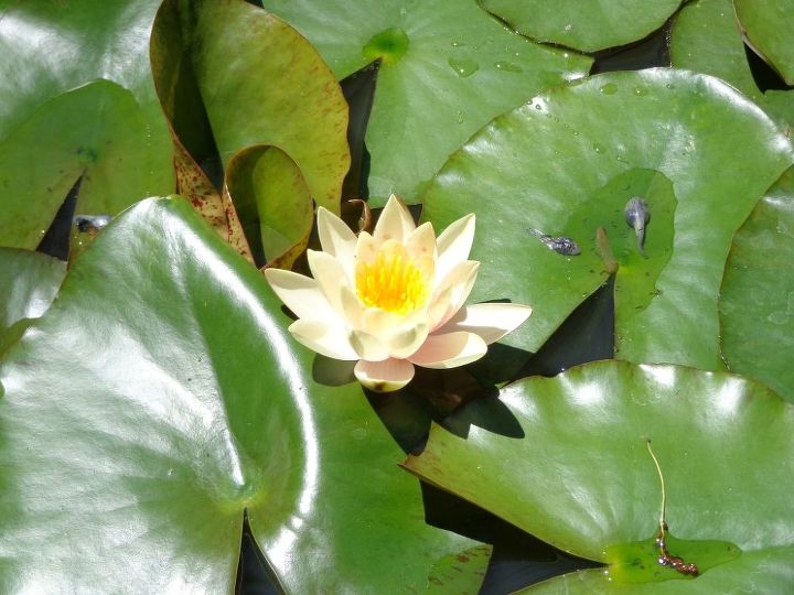q how to rid frogs making too much noise in patio fountain