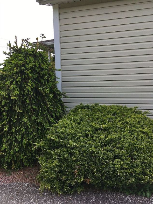 q help what is the best way to get rid of this poison ivy