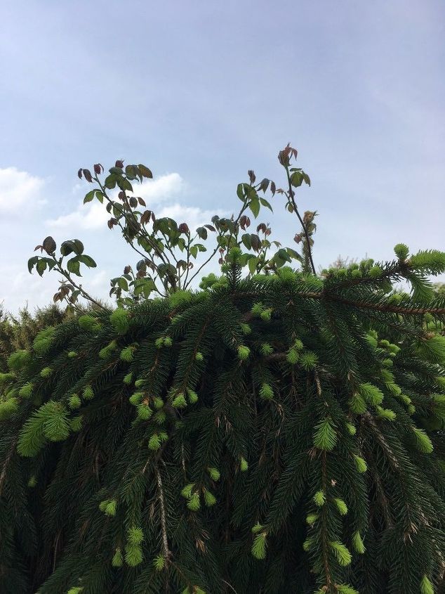 q help what is the best way to get rid of this poison ivy