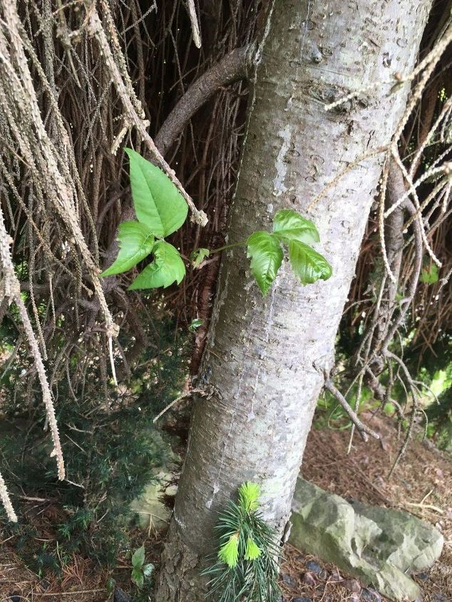q help what is the best way to get rid of this poison ivy