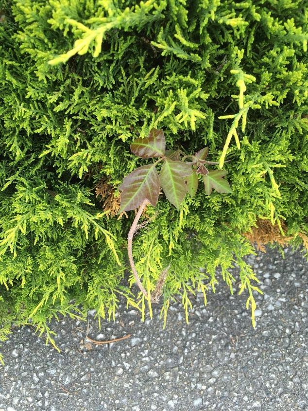 q help what is the best way to get rid of this poison ivy