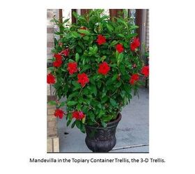 How to Increase Your Curb Appeal and Grow Mandevilla
