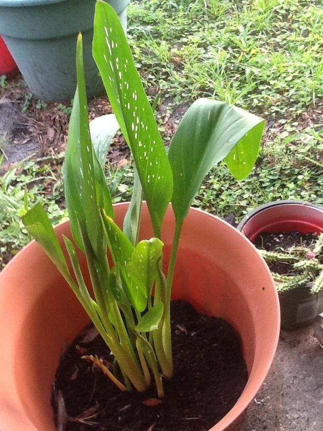 q why will my calla lily not bloom