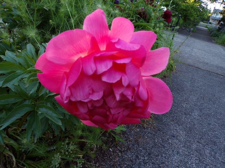 e peonies are starting