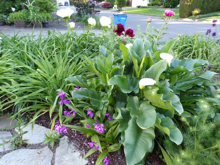 e peonies are starting