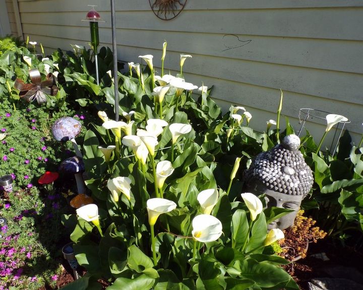 e peonies are starting