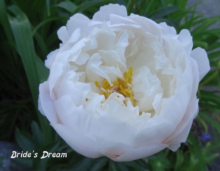 e peonies are starting