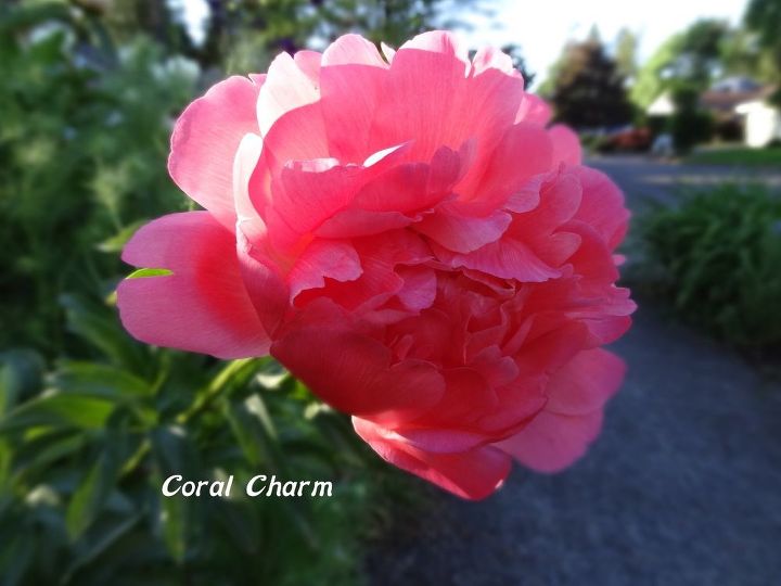 e peonies are starting