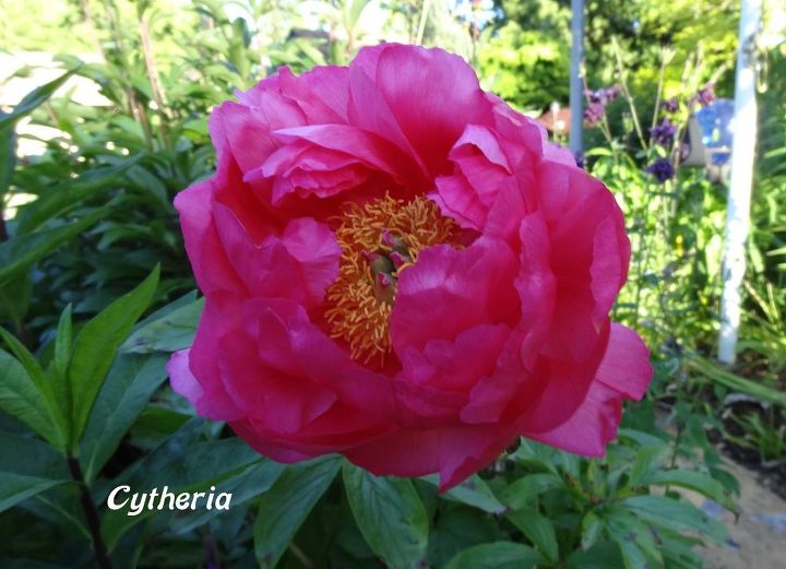 e peonies are starting