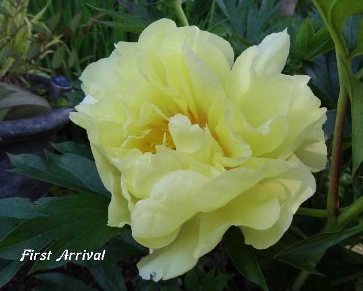 e peonies are starting