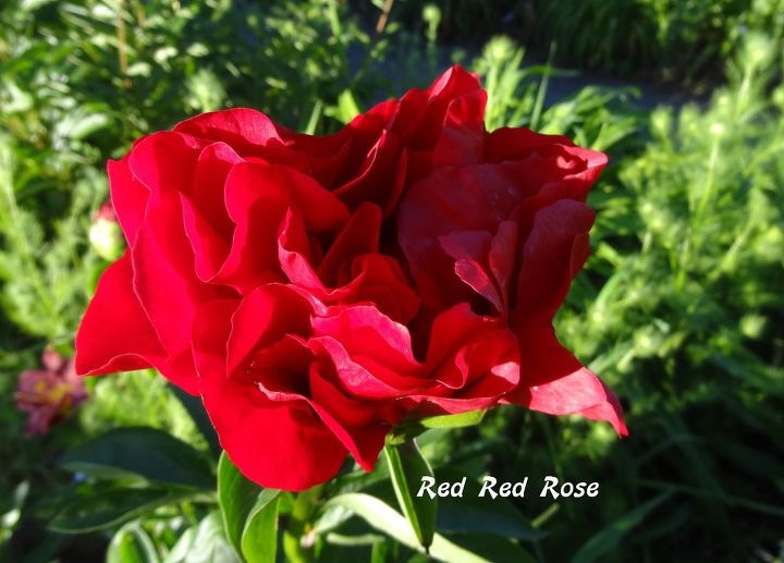 e peonies are starting