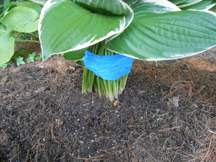 s see how 30 clever gardeners make their hostas thrive, They Move Greenery When It Gets Too Big
