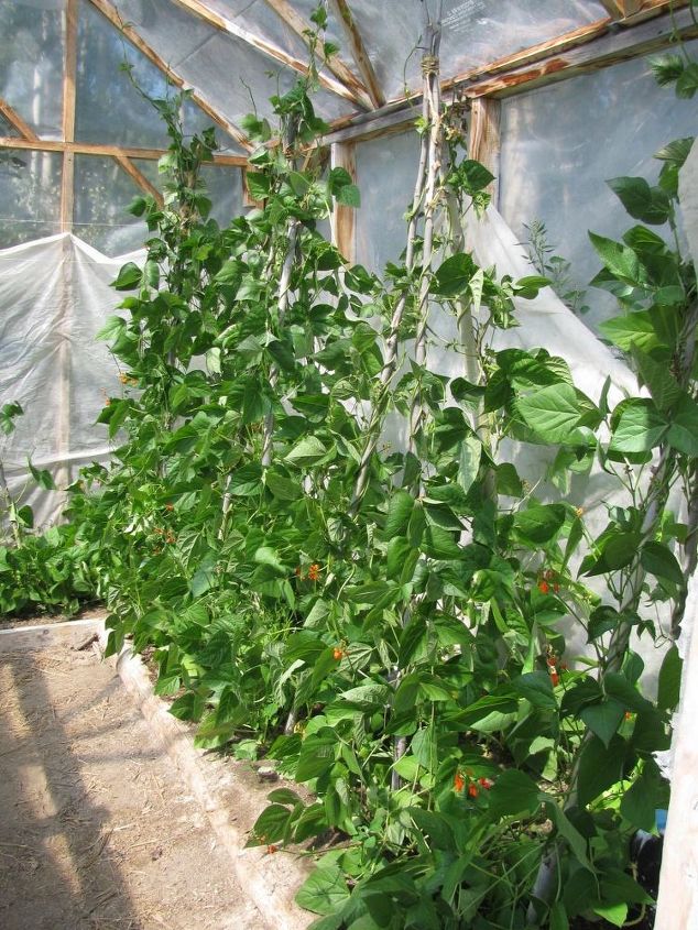 mira cmo 30 jardineros inteligentes hacen que sus hostas prosperen, A slan el calor con un invernadero