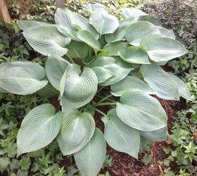 see how 30 clever gardeners make their hostas thrive, If They re A Beginner They Choose A Hosta
