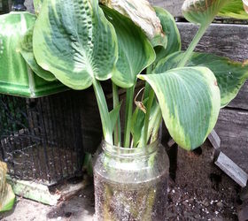 see how 30 clever gardeners make their hostas thrive, They Revive Dying Hostas In A Jar Of Water