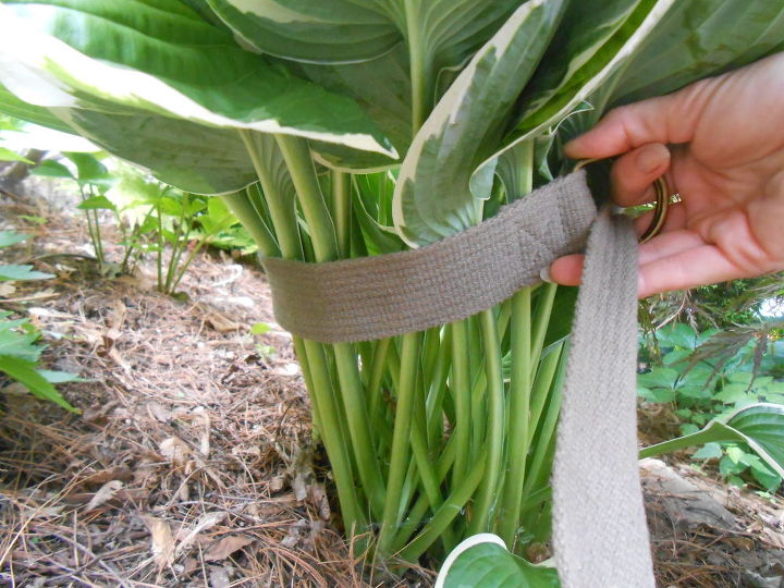 vea cmo 30 jardineros inteligentes hacen que sus hostas prosperen, Mover una Hosta deshojada con la ayuda de un cintur n y algo de cinta adhesiva