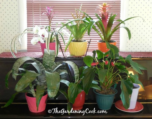 see how 30 clever gardeners make their hostas thrive, They Care For Them Indoors