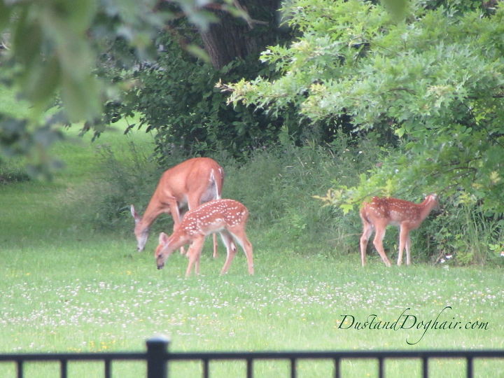 see how 30 clever gardeners make their hostas thrive, They Stop Deer From Eating Their Hosta