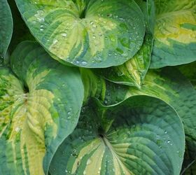 see how 30 clever gardeners make their hostas thrive, They Divide The Cones In Early Spring