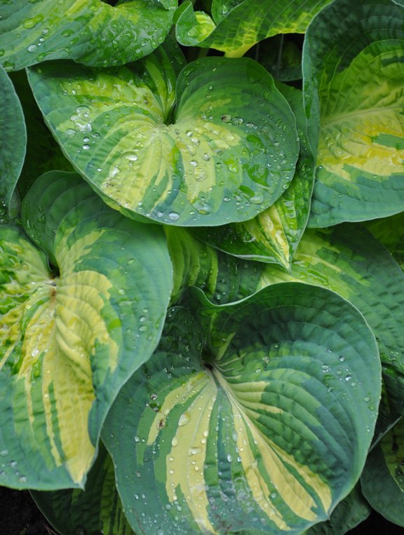 see how 30 clever gardeners make their hostas thrive, They Divide The Cones In Early Spring